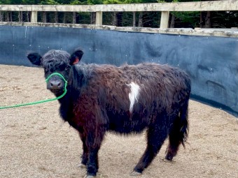 Miniature Galloway Heifer