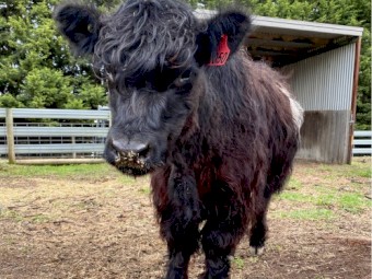 Miniature Galloway Heifer