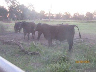 Angus Bulls