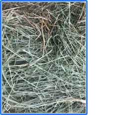 Quality Grass Hay (Teff)