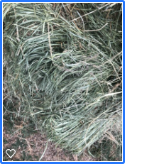 Quality Grass Hay (Teff)