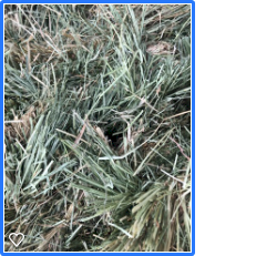 Quality Grass Hay (Teff)