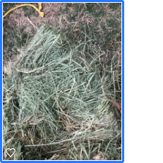 Quality Grass Hay (Teff)