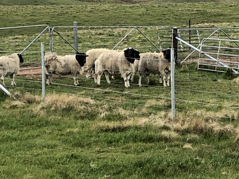 Black dorper Rams