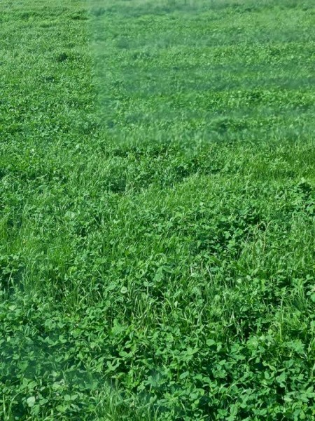 Silage Rolls-40% Clover & 60% Rye   x200