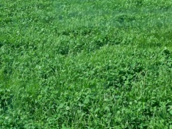 Silage Rolls-40% Clover & 60% Rye   x200