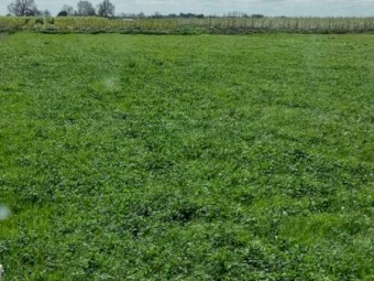 Silage Rolls-40% Clover & 60% Rye   x200