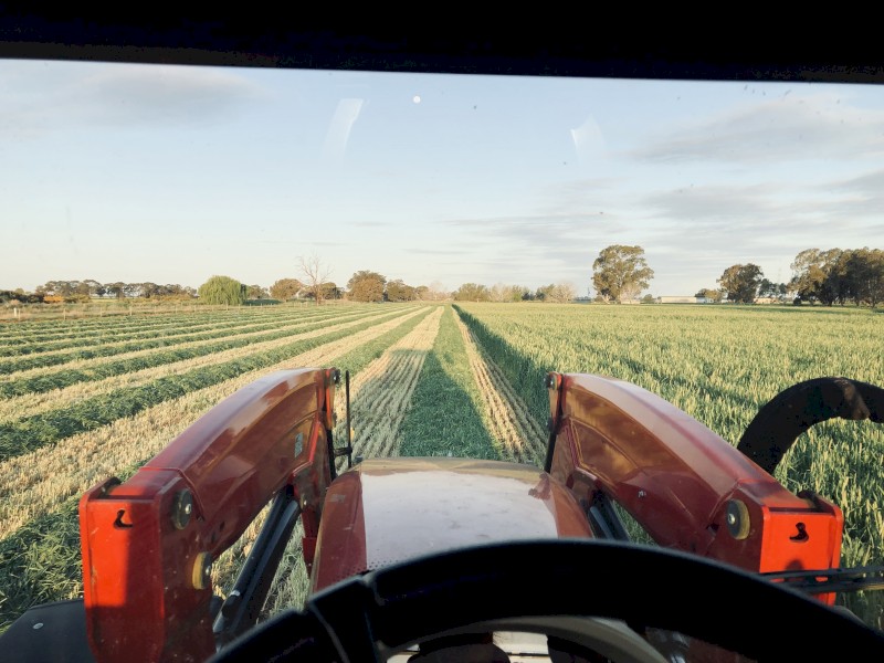 New season Barley + Vetch Hay