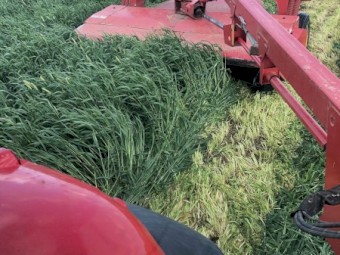 New season Barley + Vetch Hay