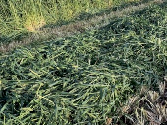 New season Barley + Vetch Hay