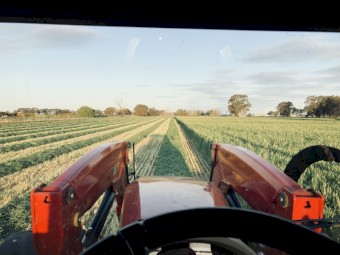 New season Barley + Vetch Hay