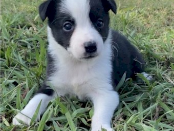 Purebred Border Collie Puppies