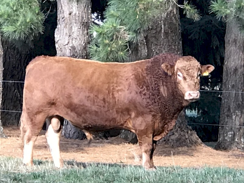 Wagyu x South Devon Bull 3 years old