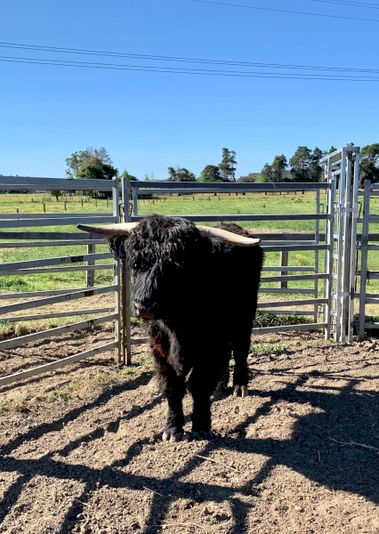 Purebred Black Highland Bull