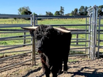 Purebred Black Highland Bull
