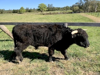 Purebred Black Highland Bull