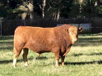 Wagyu x South Devon Bull 3 years old