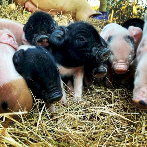 Piglets for sale