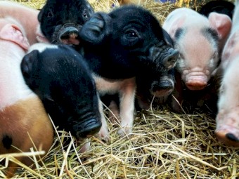 Piglets for sale