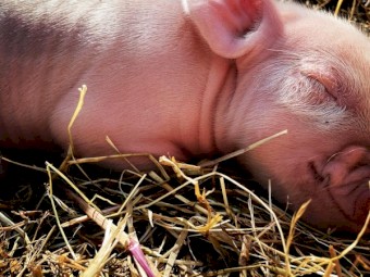 Piglets for sale