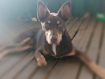 *Buddy* Red & Tan Kelpie - Allrounder