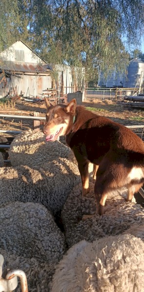 *Buddy* Red & Tan Kelpie - Allrounder