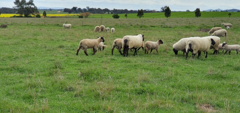 SUFFOLK RAM LAMBS