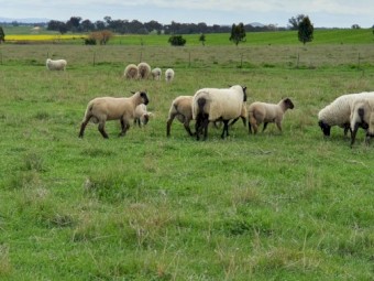 SUFFOLK RAM LAMBS