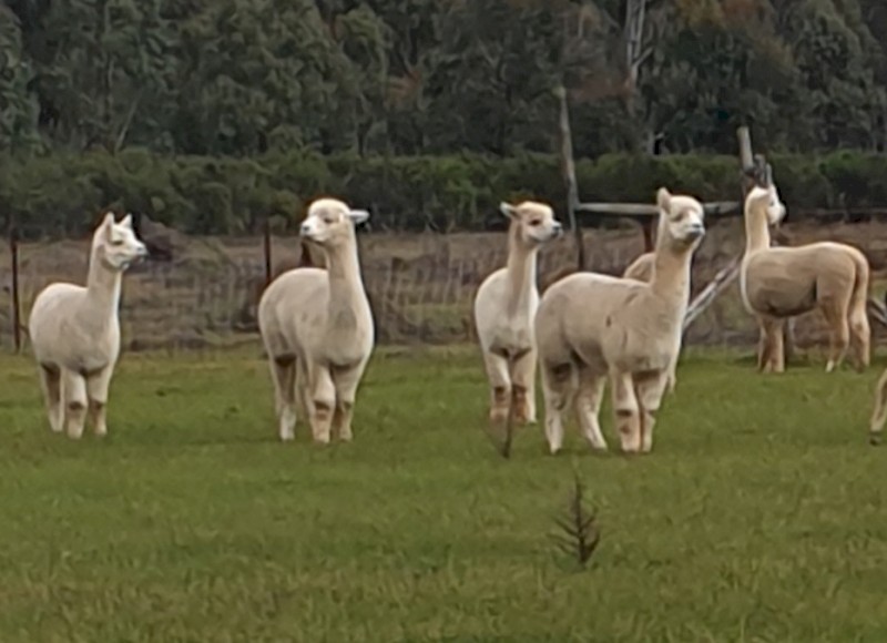 Female Huacaya Alpacas (White)