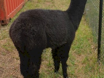 Female Huacaya Alpacas (White)