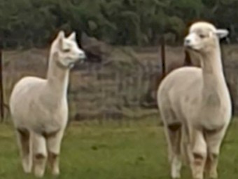 Female Huacaya Alpacas (White)