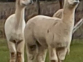 Female Huacaya Alpacas (White)