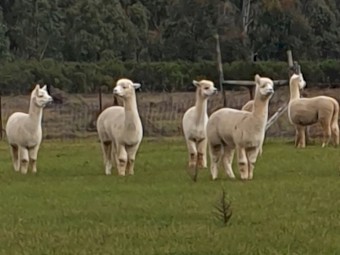 Female Huacaya Alpacas (White)