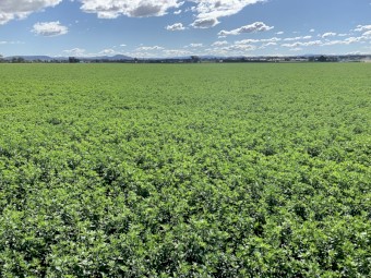 Lucerne Silage new season