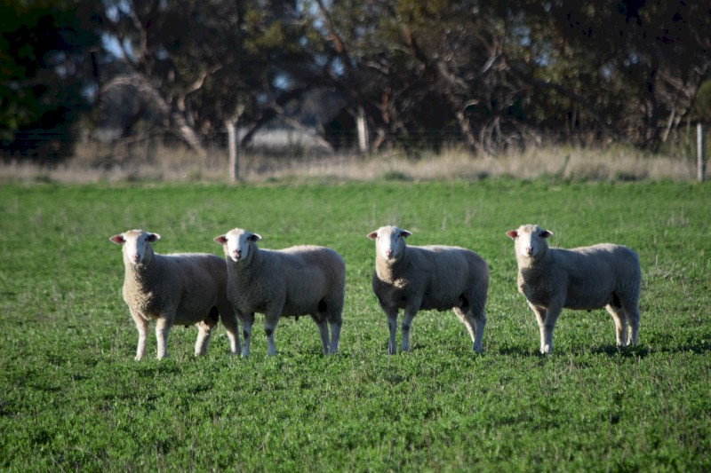 White Suffolk Rams