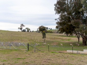 Ready for Sheep on 40 acres of property.