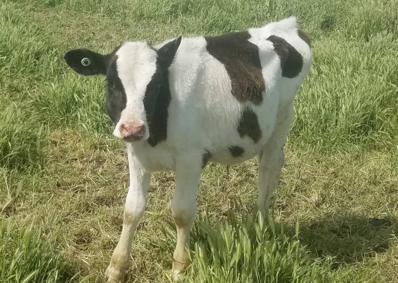 Freisian and Freisian X Bull Calves