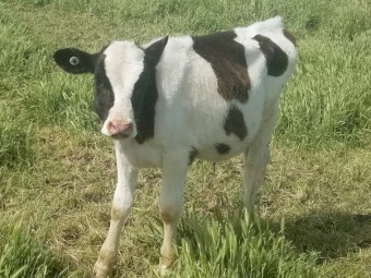 Freisian and Freisian X Bull Calves