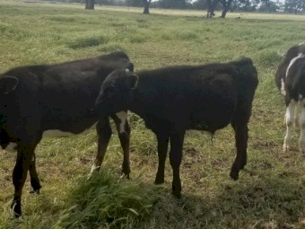 Freisian and Freisian X Bull Calves