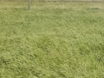 Freisian and Freisian X Bull Calves