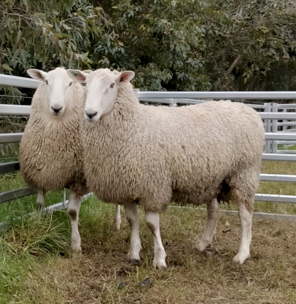 Border Leicester Rams