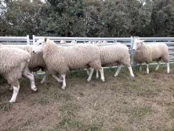 Border Leicester Rams