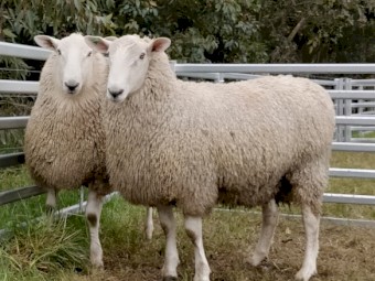 Border Leicester Rams