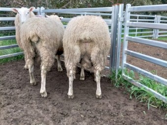 Border Leicester Rams