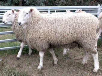 Border Leicester Rams