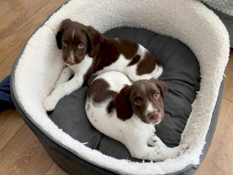 Dazzling Potty Trained English Springer Spaniel