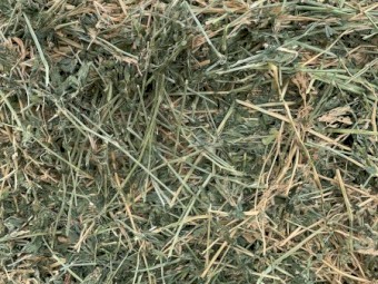 Lucerne Small Squares