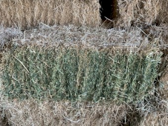 Lucerne Small Squares