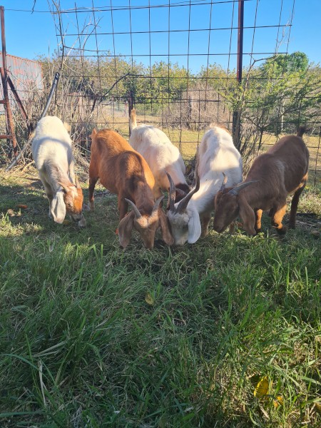 Boer Goats 4 does and 1 buck