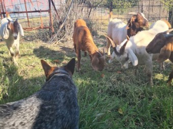Boer Goats 4 does and 1 buck